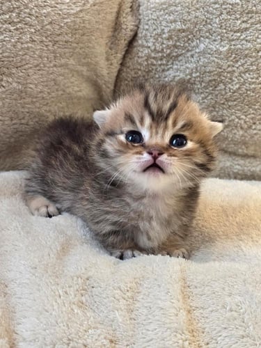 قط منشكن ( القط القزم ) قولد سبوتيد تابي / ذكر