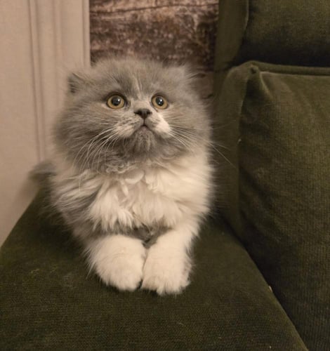 قط فولد / ذكر