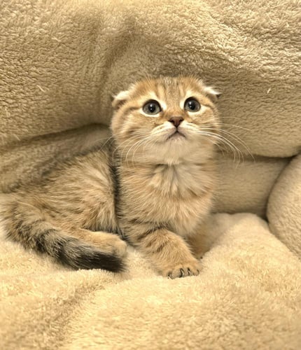 قطه سكوتش فولد/أنثى