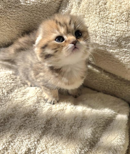 قطة سكوتش فولد /سعر قطط سكوتش فولد