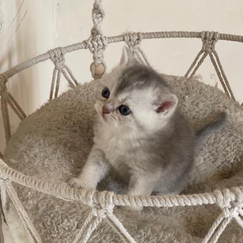 قط سكوتش ستريت سلڤر / ذكر