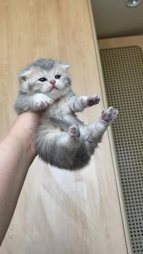 قطة سكوتش فولد Ay25 / انثى