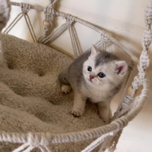 قطة سكوتش ستريت سلڤر ذكر