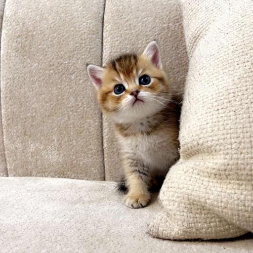 قط سكوتش ستريت ذكر