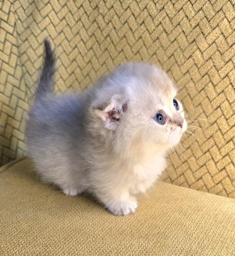 قطه منشكن /أنثى