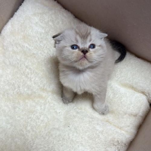 قط سكوتش فولد سلڤر / ذكر