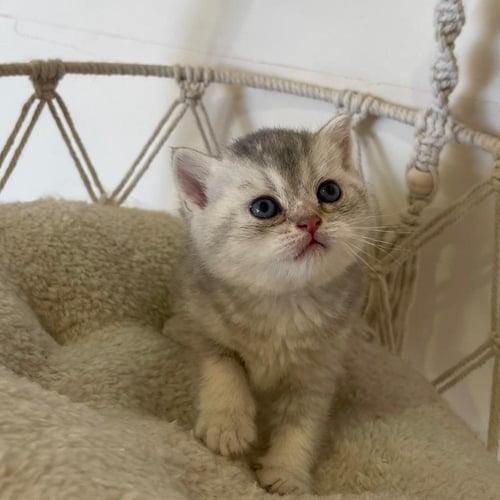 قط سكوتش ستريت سلڤر / ذكر