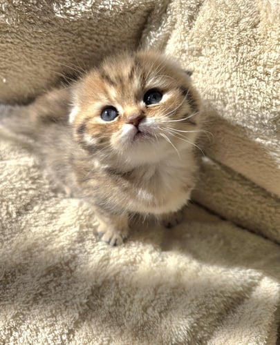 قطة سكوتش فولد /سعر قطط سكوتش فولد