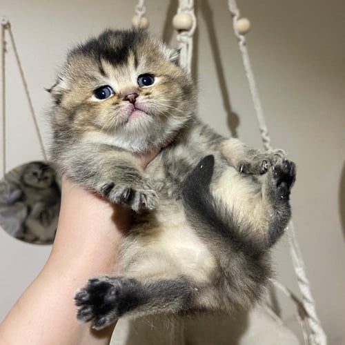 قطة سكوتش فولد لونق هير انثى