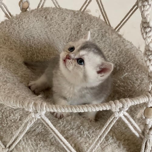 قطة سكوتش ستريت سلڤر ذكر