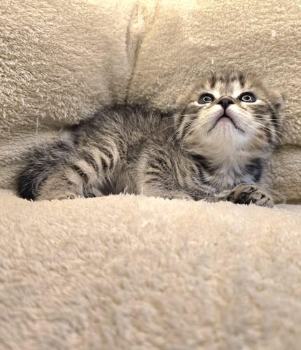 قط سكوتش فولد تايقر ذكر