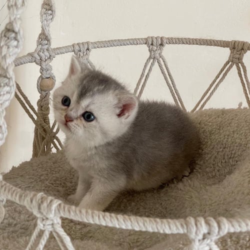 قطة سكوتش ستريت سلڤر ذكر