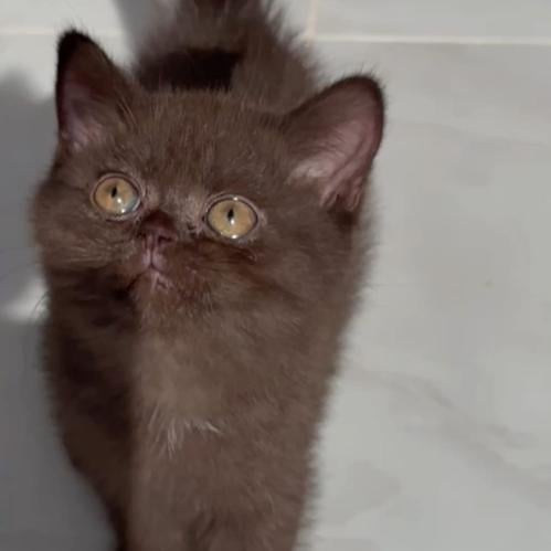 قطة سكوتش ستريت سينامون انثى