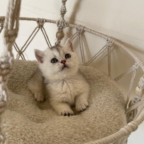 قطة سكوتش ستريت سلڤر انثى