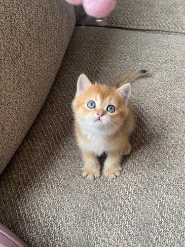 قط سكوتش ستريت قولد Ny11 / ذكر