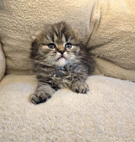 قط سكوتش تربل فولد