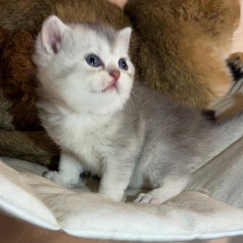 قط سكوتش ستريت سلڤر ذكر