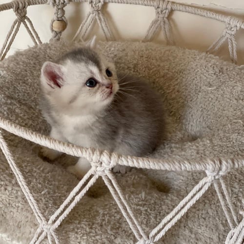 قط سكوتش ستريت سلڤر / ذكر