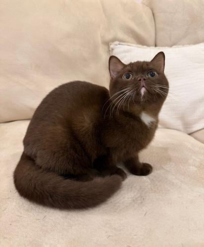 قطة سكوتش سينامون انثى