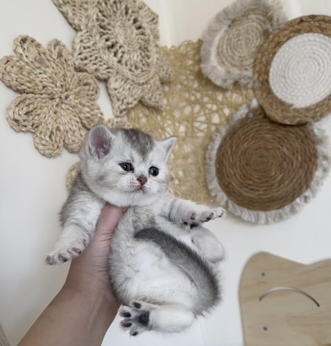 قطة سكوتش ستريت سلڤر انثى