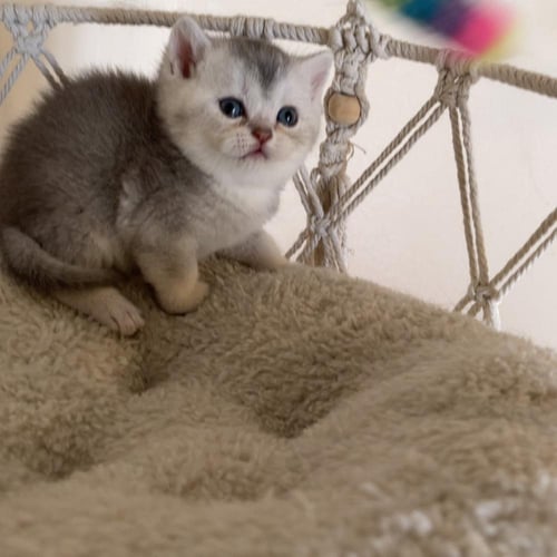 قطة سكوتش ستريت سلڤر ذكر