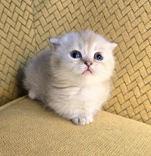 قطه منشكن /أنثى