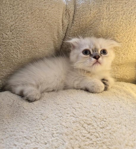 منشكن ( القط القزم ) ذكر