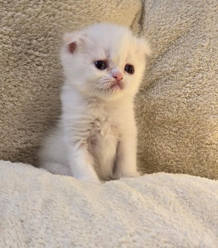 قطة سكوتش فولد بيضاء / انثى