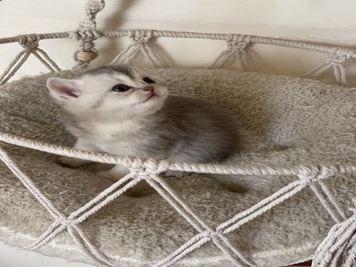 قط سكوتش ستريت سلڤر / ذكر