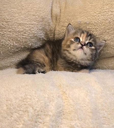 قطه سكوتش ستريت انثى