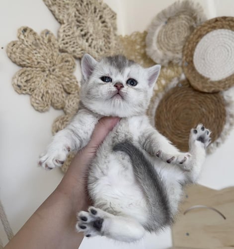 قطة سكوتش ستريت سلڤر انثى