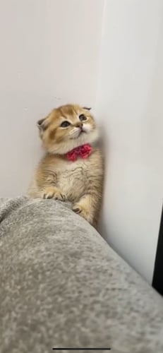 قطة سكوتش فولد NY11 نثى