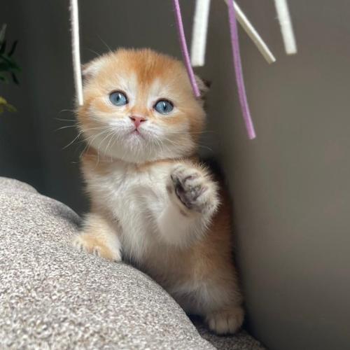 قط سكوتش فولد قولد Ny12 ذكر