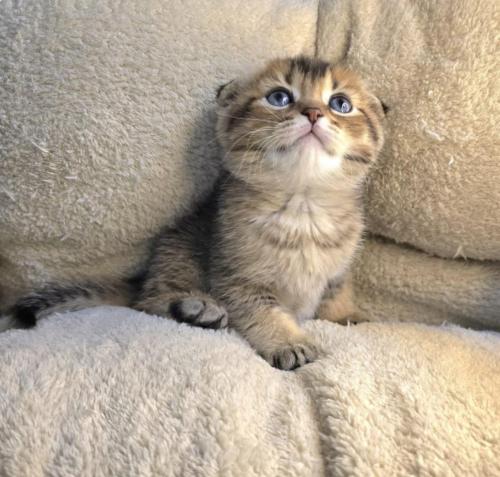 قط سكوتش فولد ذكر