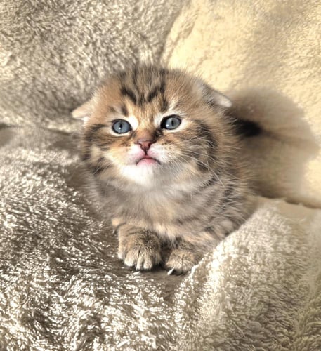 قط سكوتش فولد ذكر