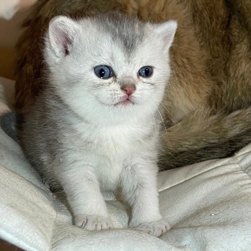 قط سكوتش ستريت سلڤر ذكر