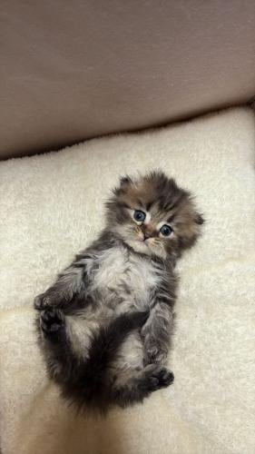 قط سكوتش فولد / ذكر