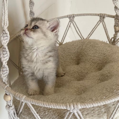 قط سكوتش ستريت سلڤر ذكر