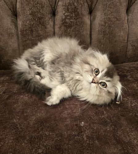 سكوتش فولد لونق هير/ذكر