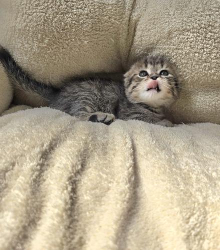 قط سكوتش فولد تايقر ذكر