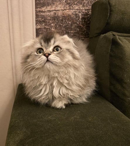 سكوتش فولد لونق هير/ذكر