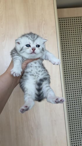 قط سكوتش ستريت سلڤر انثى