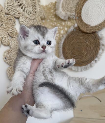 قطة سكوتش ستريت سلڤر انثى