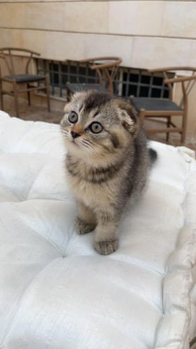 قطة سكوتش فولد / انثى