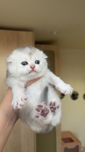 قطة سكوتش فولد سلفر /انثى