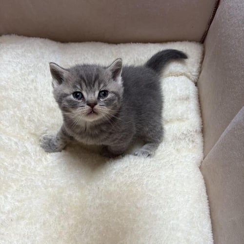 قط سكوتش ستريت رمادي / ذكر