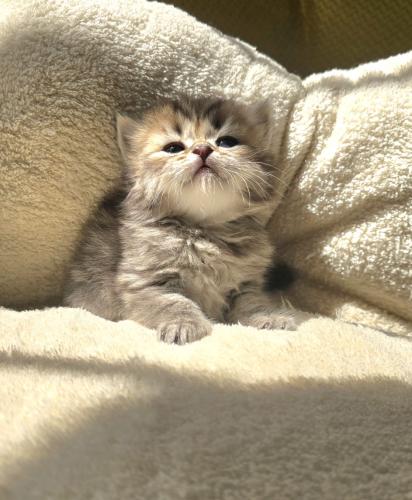 قط شيرازي هاف بيكي تايقر