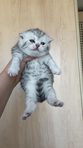 قط سكوتش ستريت سلڤر انثى