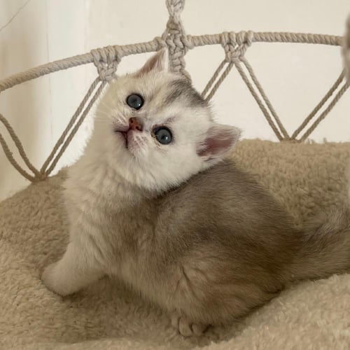 قط سكوتش ستريت سلڤر انثى