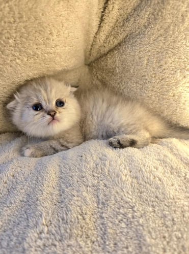 قطة سكوتش فولد بوينت/ انثى